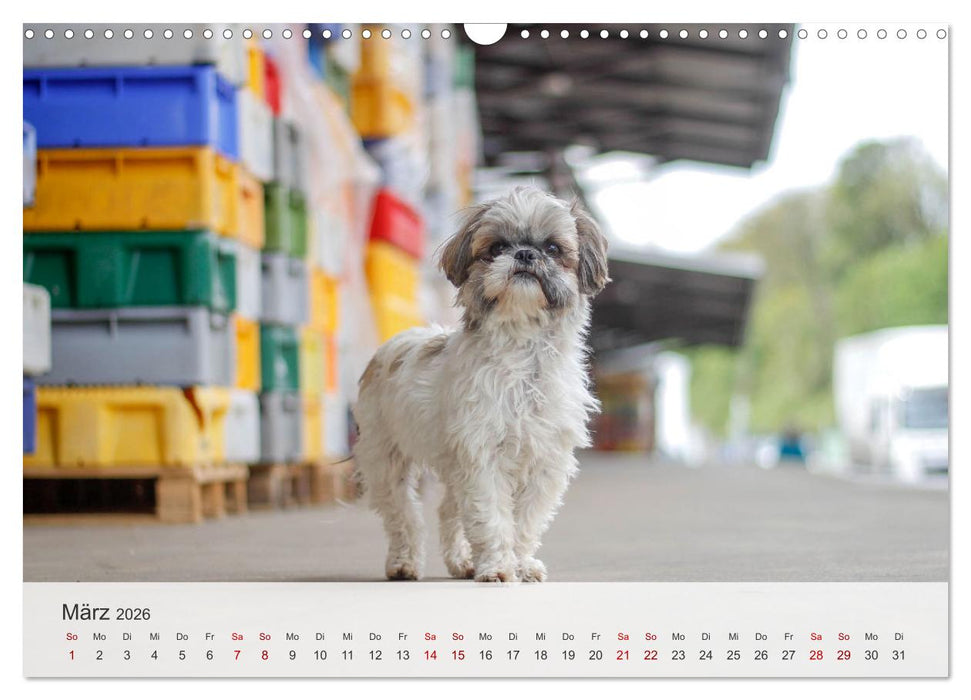 Nordische Schnauzen (CALVENDO Wandkalender 2026)