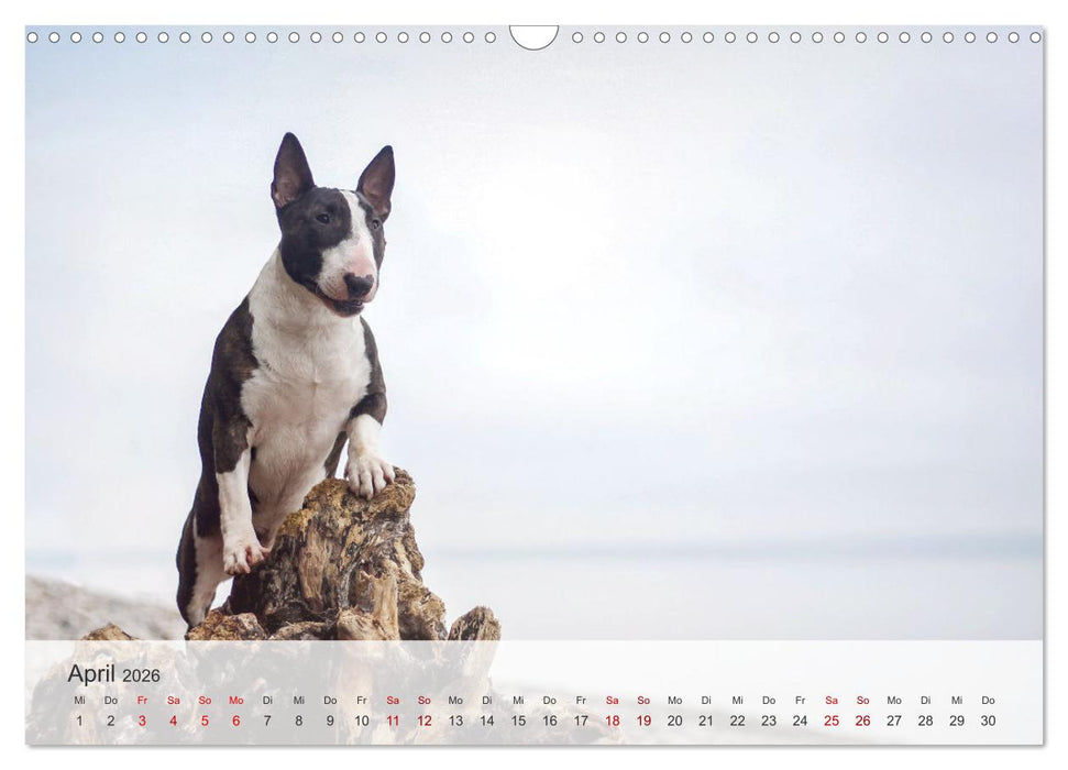 Nordische Schnauzen (CALVENDO Wandkalender 2026)