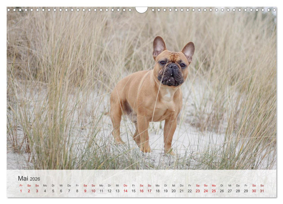 Nordische Schnauzen (CALVENDO Wandkalender 2026)