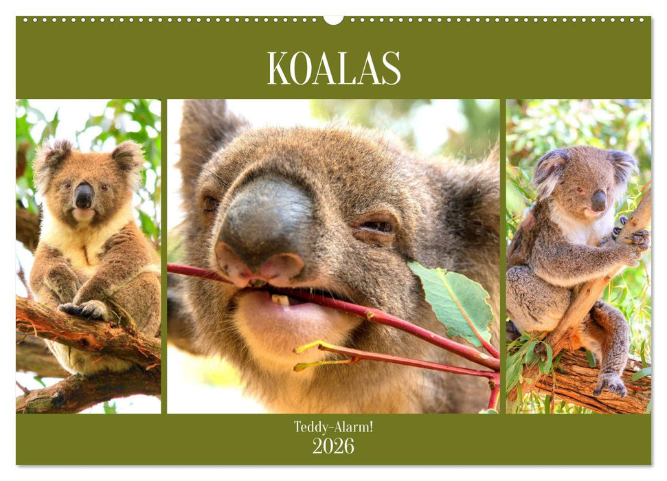 Koalas. Teddy-Alarm! (CALVENDO Wandkalender 2026)