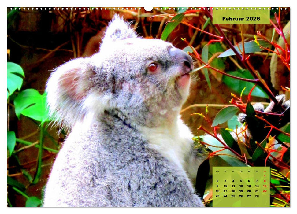 Koalas. Teddy-Alarm! (CALVENDO Wandkalender 2026)