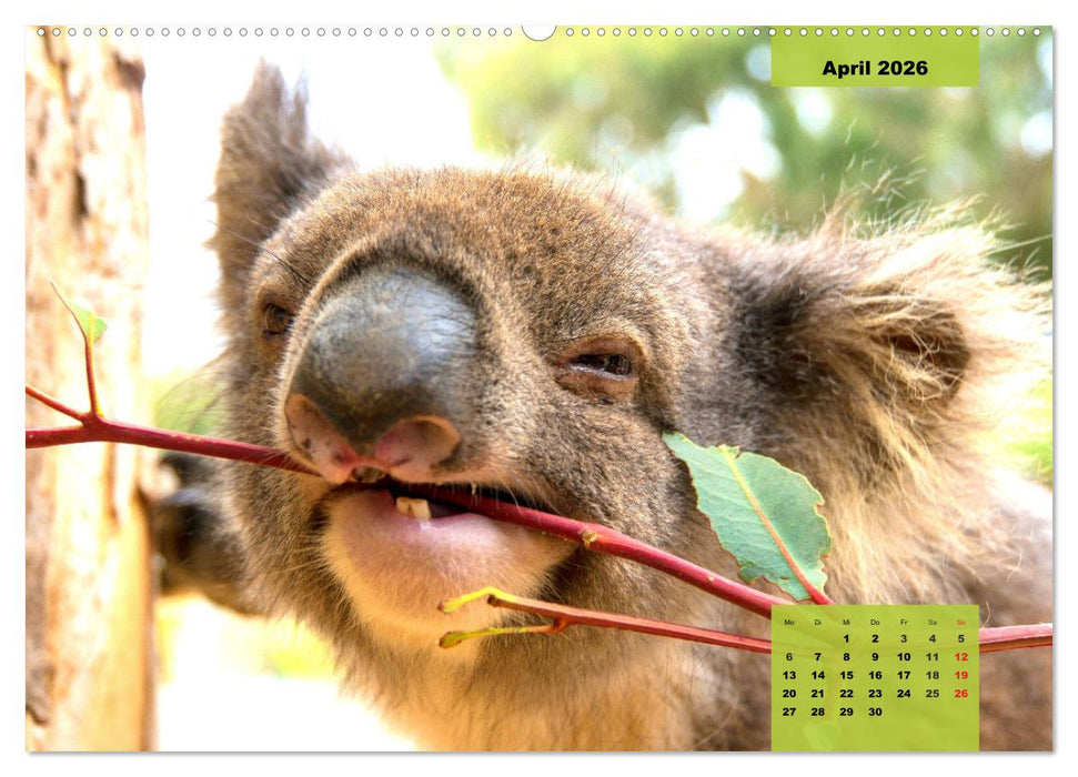 Koalas. Teddy-Alarm! (CALVENDO Wandkalender 2026)