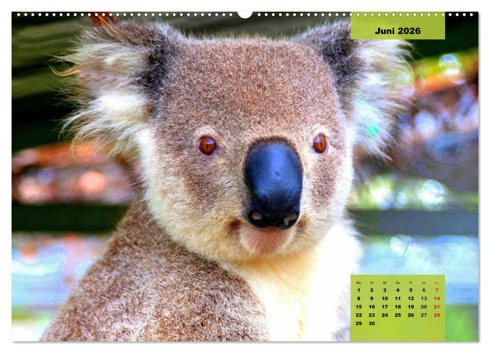 Koalas. Teddy-Alarm! (CALVENDO Wandkalender 2026)