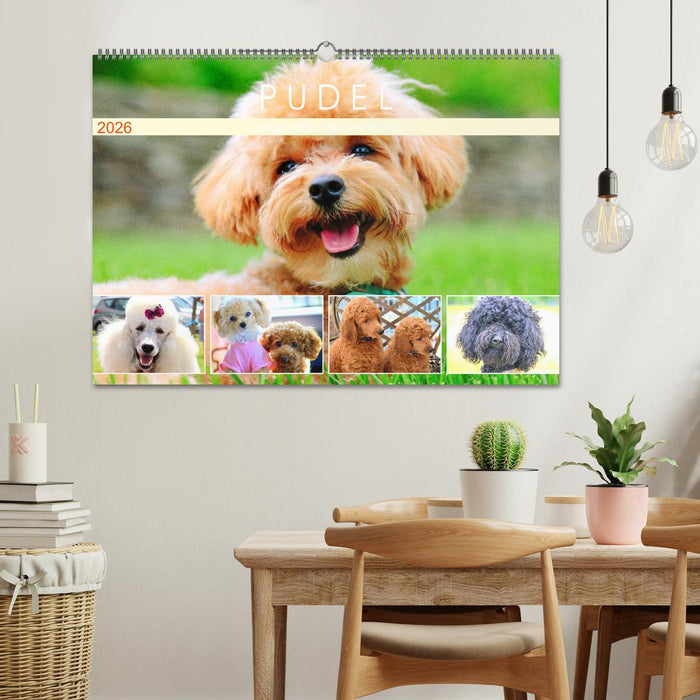 Pudel. Lustige Allrounder im Wollfell (CALVENDO Wandkalender 2026)