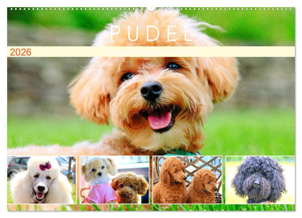 Pudel. Lustige Allrounder im Wollfell (CALVENDO Wandkalender 2026)
