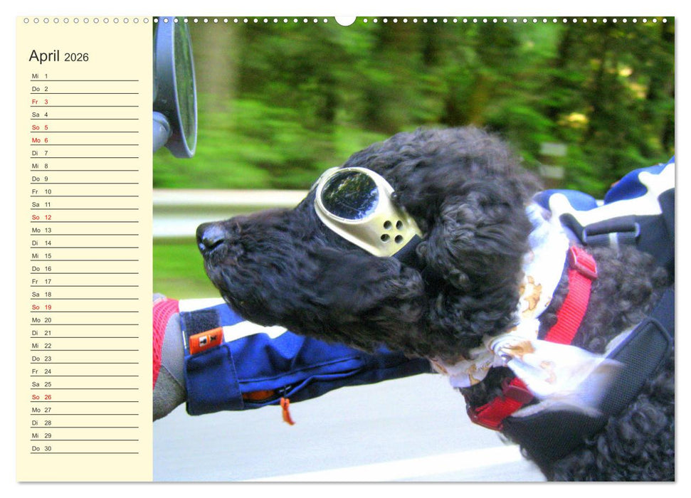 Pudel. Lustige Allrounder im Wollfell (CALVENDO Wandkalender 2026)