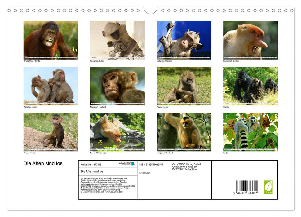 Die Affen sind los (CALVENDO Wandkalender 2026)