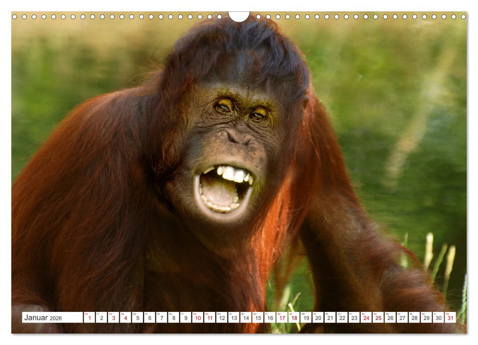 Die Affen sind los (CALVENDO Wandkalender 2026)