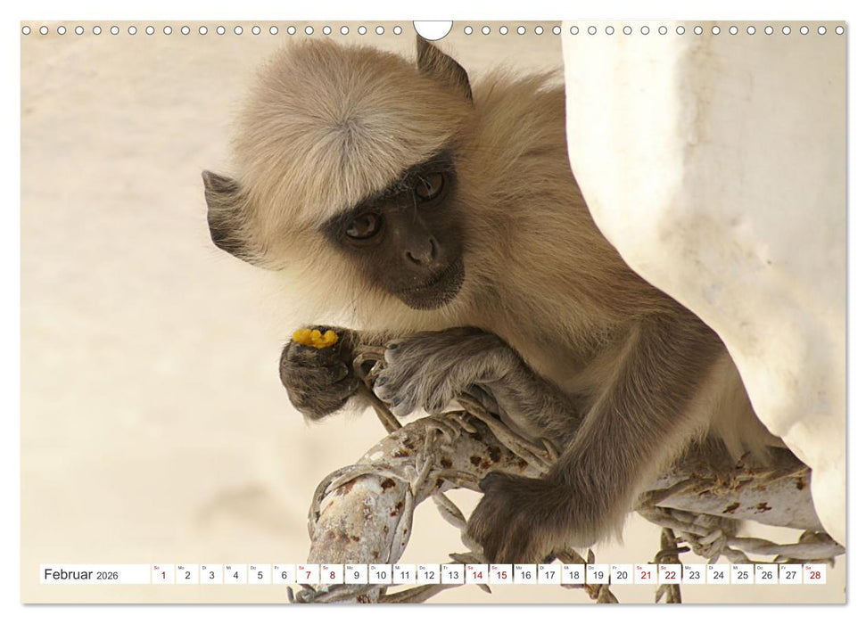 Die Affen sind los (CALVENDO Wandkalender 2026)