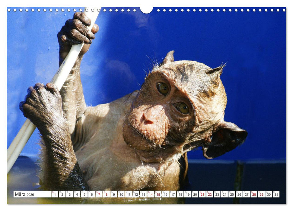 Die Affen sind los (CALVENDO Wandkalender 2026)