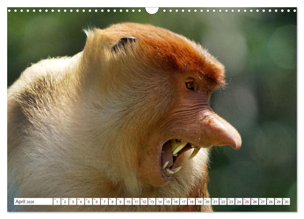 Die Affen sind los (CALVENDO Wandkalender 2026)