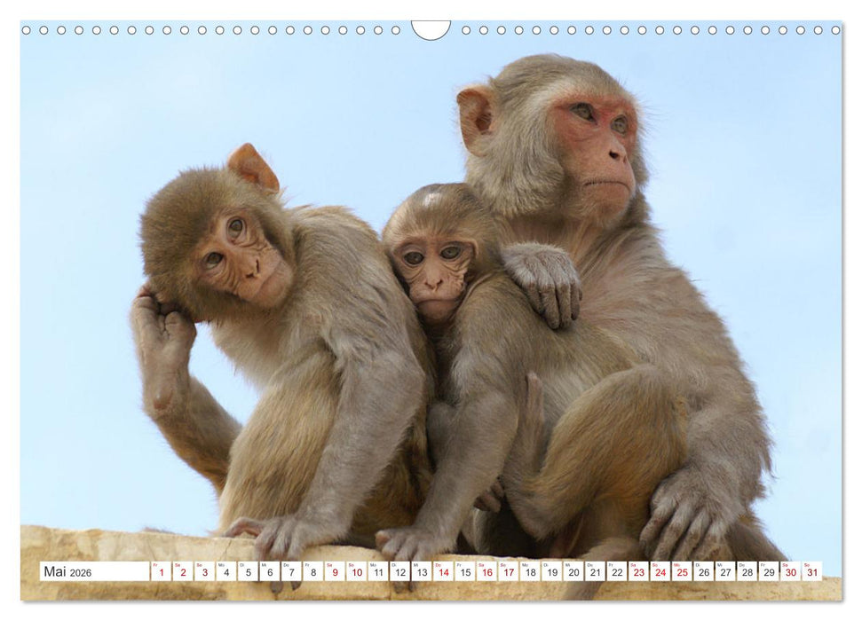 Die Affen sind los (CALVENDO Wandkalender 2026)