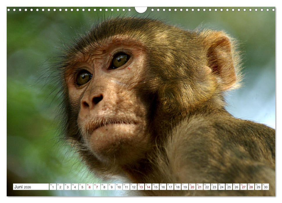 Die Affen sind los (CALVENDO Wandkalender 2026)