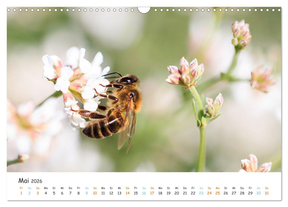 Bee Beautiful - Die phantastische Welt der Bienen (CALVENDO Wandkalender 2026)