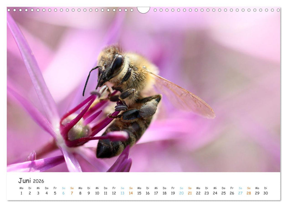 Bee Beautiful - Die phantastische Welt der Bienen (CALVENDO Wandkalender 2026)