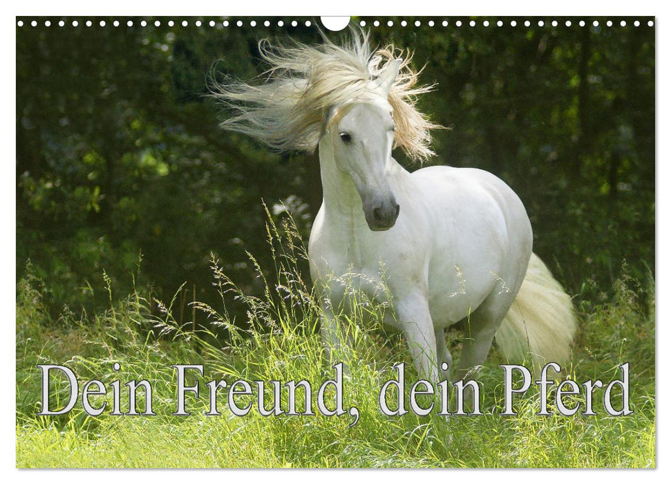 Dein Freund, dein Pferd (CALVENDO Wandkalender 2026)