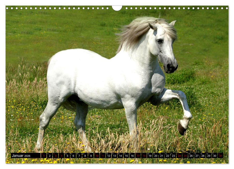 Dein Freund, dein Pferd (CALVENDO Wandkalender 2026)