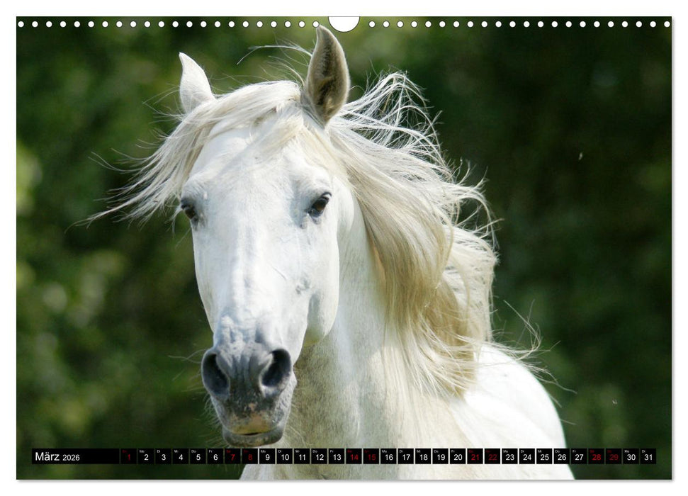 Dein Freund, dein Pferd (CALVENDO Wandkalender 2026)