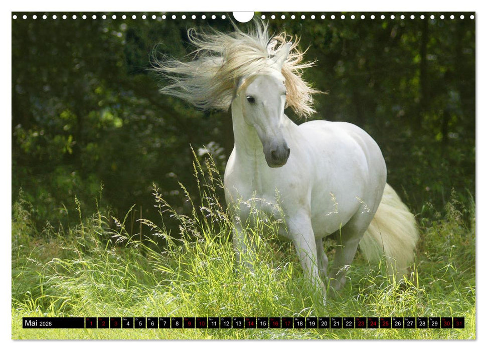 Dein Freund, dein Pferd (CALVENDO Wandkalender 2026)