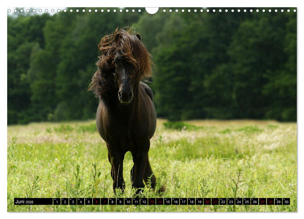 Dein Freund, dein Pferd (CALVENDO Wandkalender 2026)