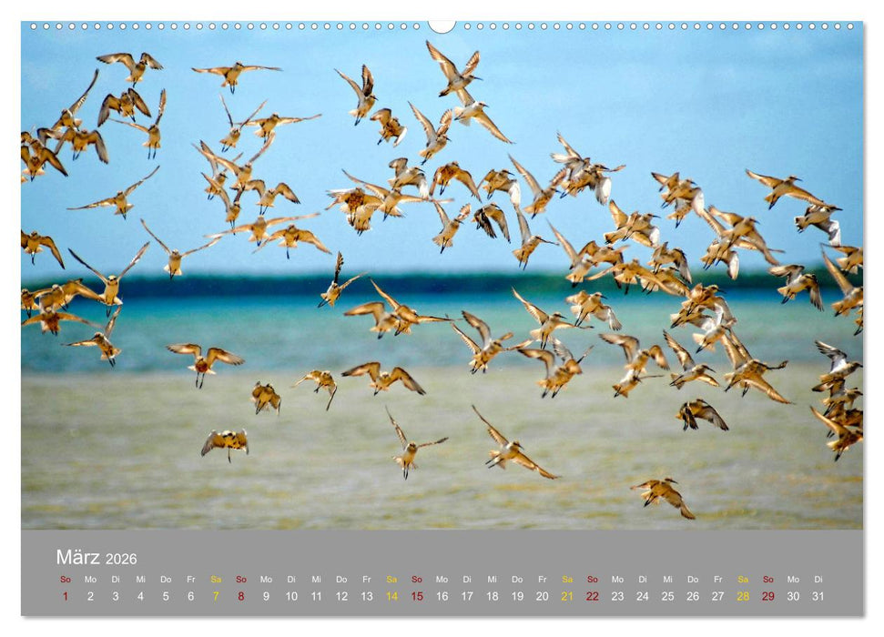 Lamu - Geheimtipp in Kenia (CALVENDO Wandkalender 2026)