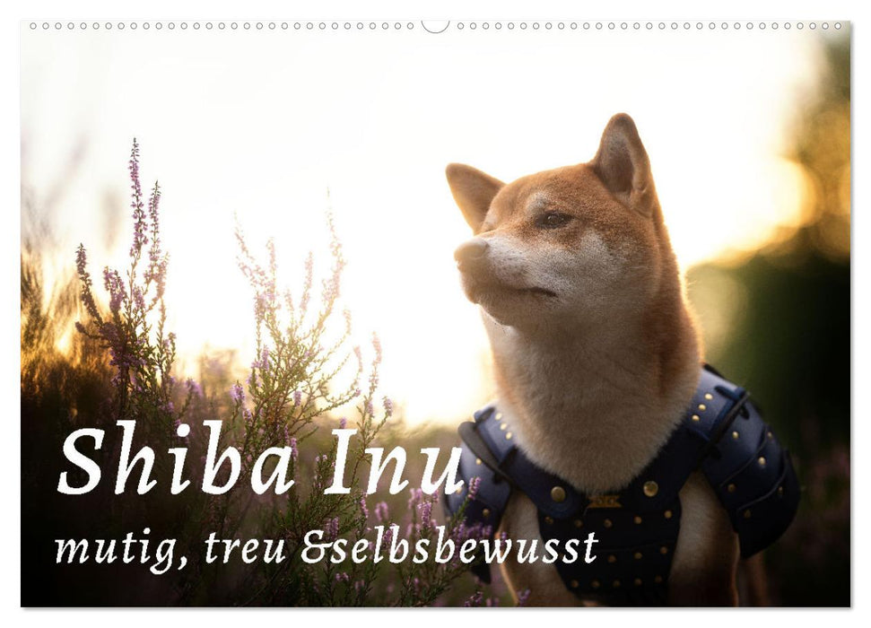 Shiba Inu - mutig, treu, selbstbewusst (CALVENDO Wandkalender 2026)