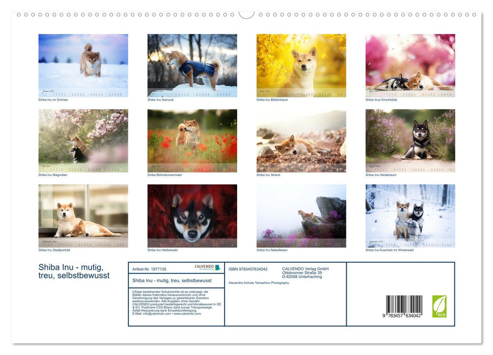 Shiba Inu - mutig, treu, selbstbewusst (CALVENDO Wandkalender 2026)