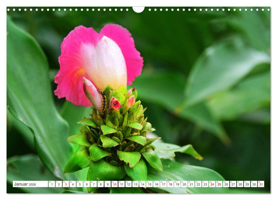 Asiatische Blumenpracht (CALVENDO Wandkalender 2026)