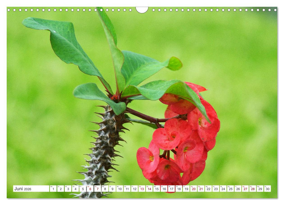 Asiatische Blumenpracht (CALVENDO Wandkalender 2026)