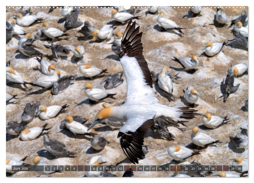 Neuseeland - Von der Nordinsel zur Südinsel (CALVENDO Wandkalender 2026)