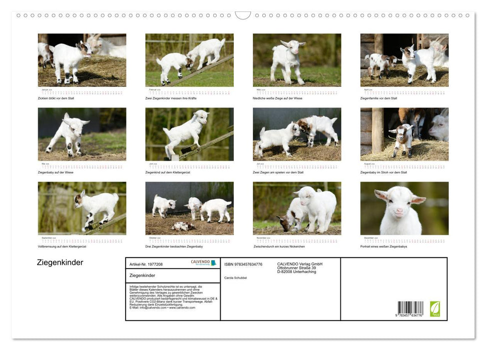 Ziegenkinder (CALVENDO Wandkalender 2026)