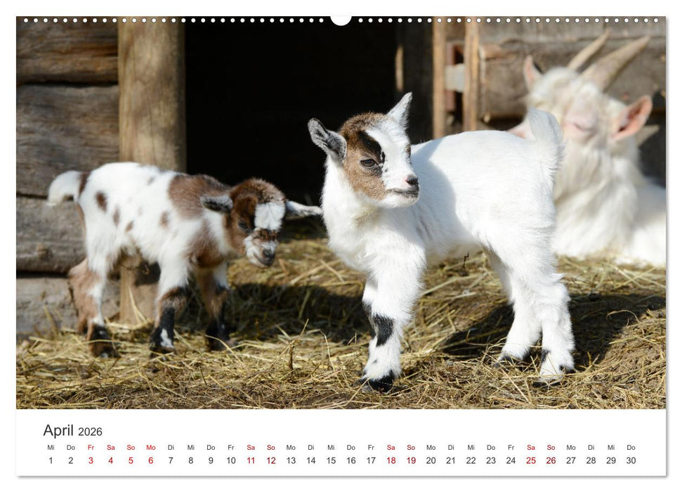 Ziegenkinder (CALVENDO Wandkalender 2026)