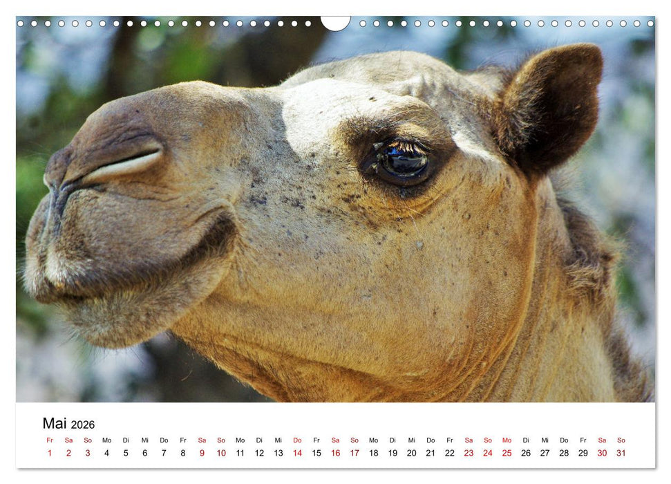 KAMELE... eine Reise durch den Oman. (CALVENDO Wandkalender 2026)