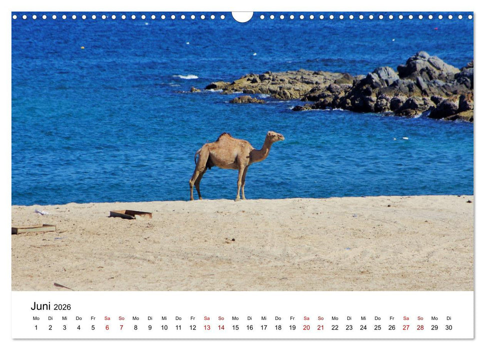 KAMELE... eine Reise durch den Oman. (CALVENDO Wandkalender 2026)