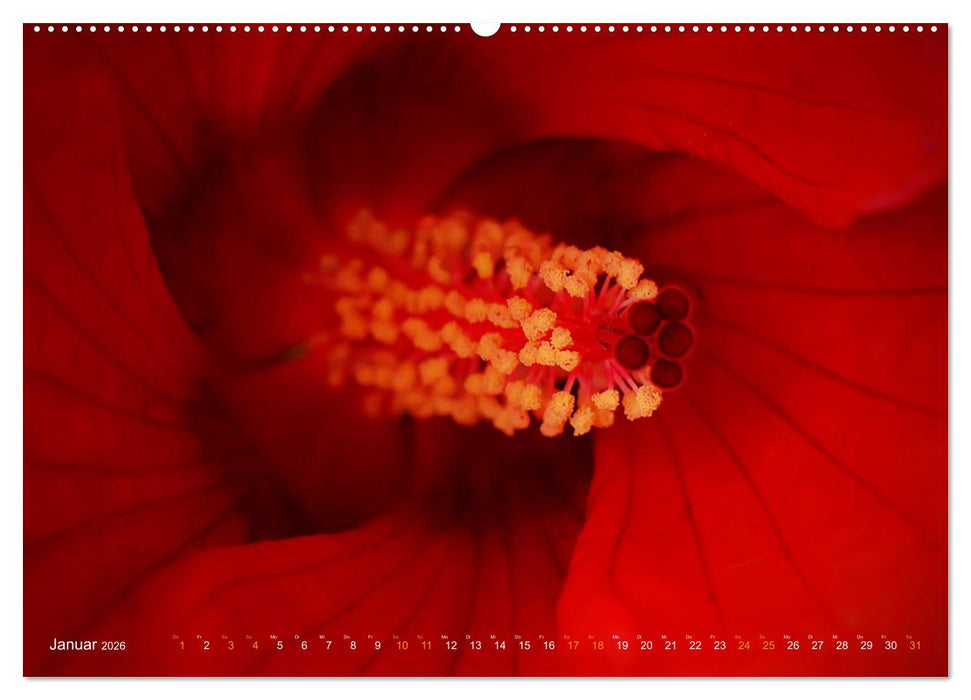 DEEP INSIDE - Blütenmakros (CALVENDO Wandkalender 2026)