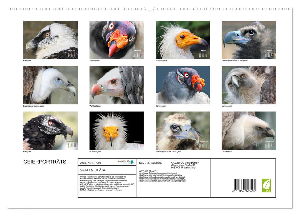 GEIERPORTRÄTS (CALVENDO Wandkalender 2026)