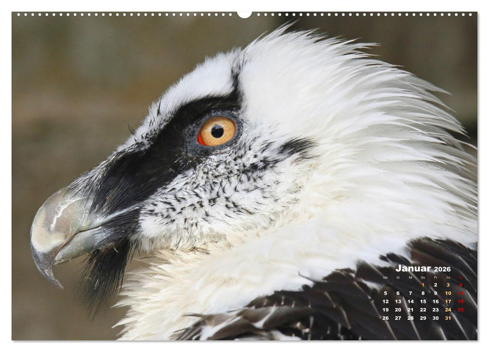 GEIERPORTRÄTS (CALVENDO Wandkalender 2026)