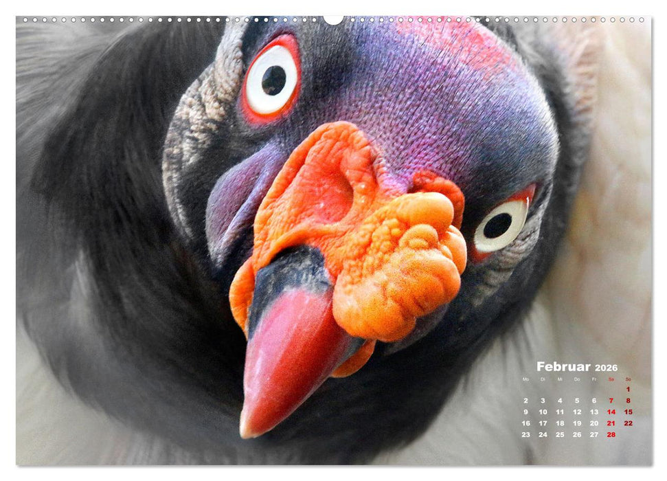 GEIERPORTRÄTS (CALVENDO Wandkalender 2026)