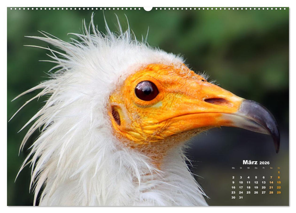 GEIERPORTRÄTS (CALVENDO Wandkalender 2026)