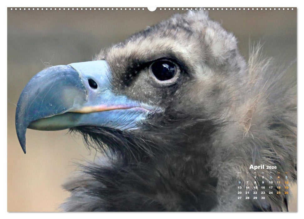 GEIERPORTRÄTS (CALVENDO Wandkalender 2026)