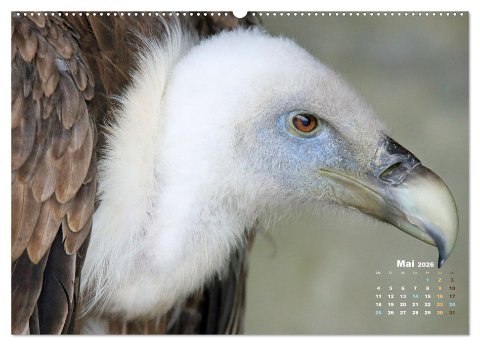 GEIERPORTRÄTS (CALVENDO Wandkalender 2026)