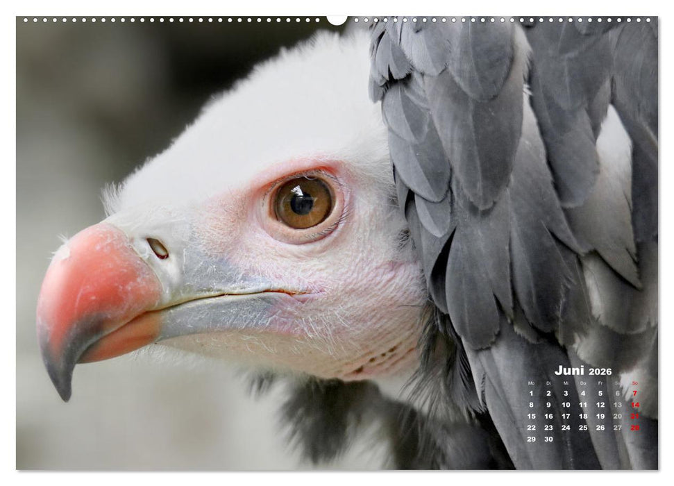 GEIERPORTRÄTS (CALVENDO Wandkalender 2026)