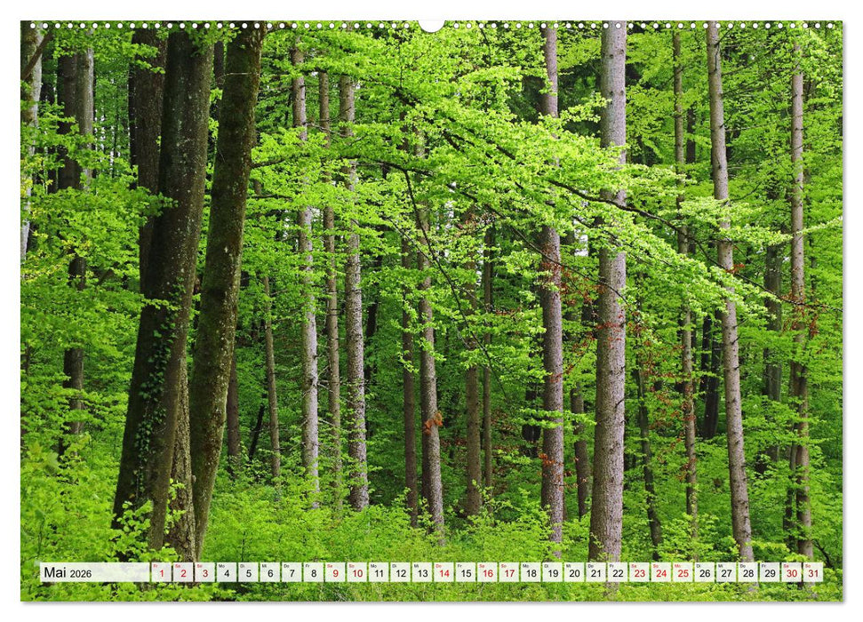 Hegau-Landschaften (CALVENDO Wandkalender 2026)