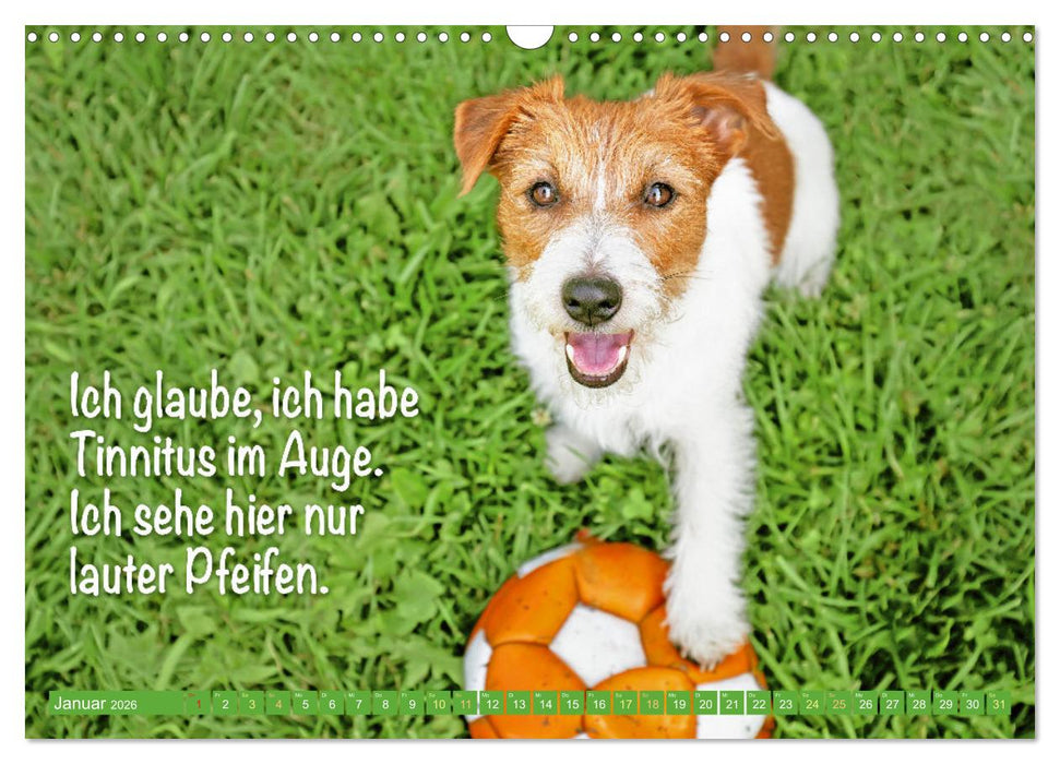Jack Russell Terrier: Komm spielen (CALVENDO Wandkalender 2026)