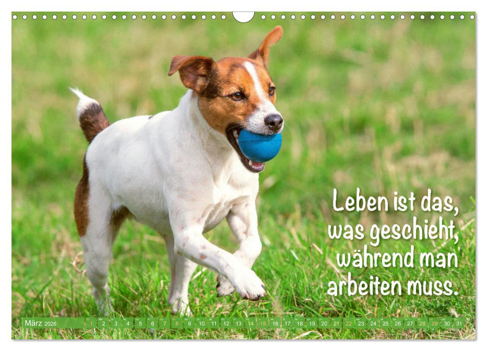 Jack Russell Terrier: Komm spielen (CALVENDO Wandkalender 2026)