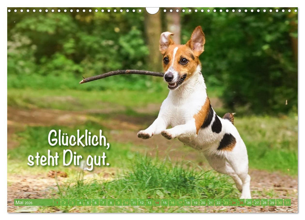 Jack Russell Terrier: Komm spielen (CALVENDO Wandkalender 2026)