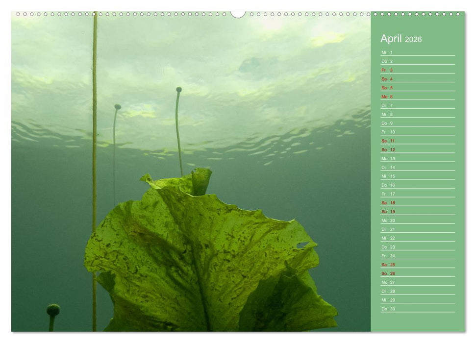 Baggersee - die grüne Welt (CALVENDO Wandkalender 2026)