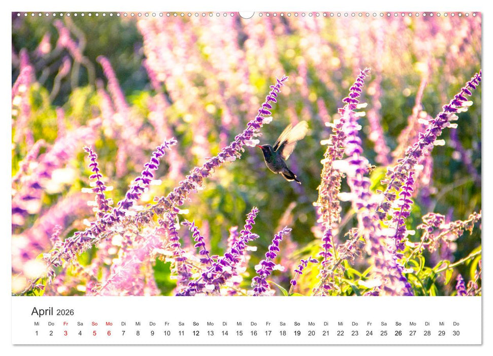 Kolibris - wahre Luftakrobaten (CALVENDO Wandkalender 2026)