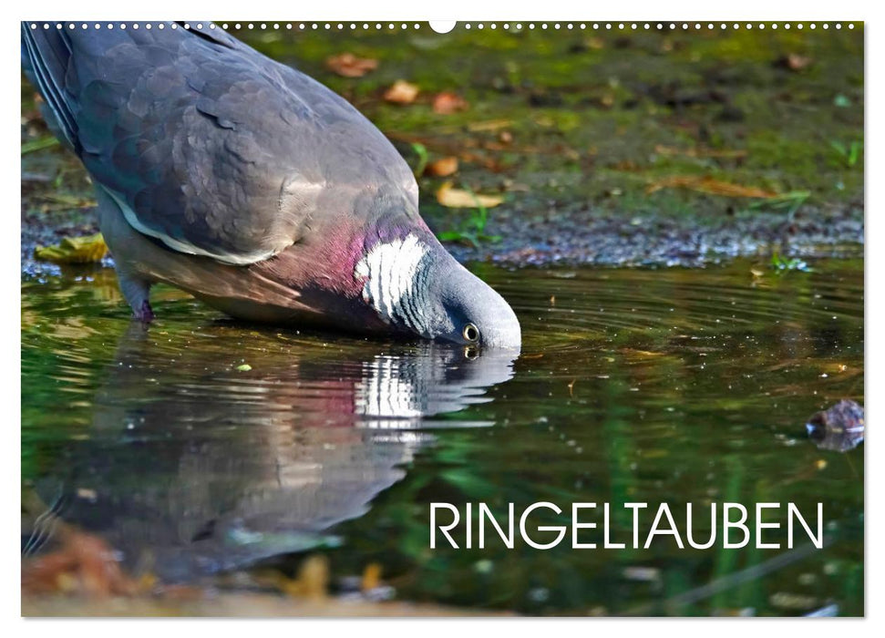 Ringeltauben (CALVENDO Wandkalender 2026)