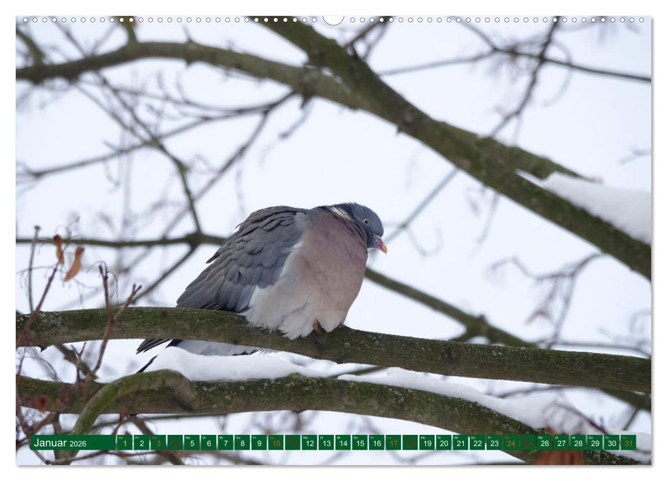 Ringeltauben (CALVENDO Wandkalender 2026)